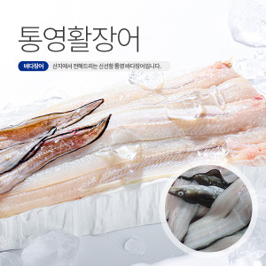  통영 활장어(대) 